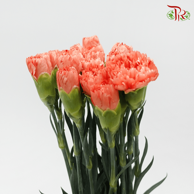 Carnation- Orange Magic (19 -20 Stems)-Orange-Vietnam-prflorist.com.my
