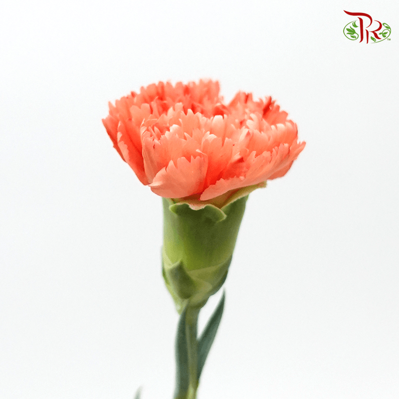 Carnation- Orange Magic (19 -20 Stems)-Orange-Vietnam-prflorist.com.my