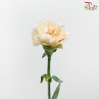 Carnation - Parmesan (18-20 Stems)-Beige-China-prflorist.com.my