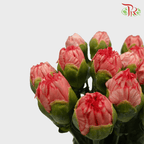 Carnation - Peach (18-20 Stems)-Peach-Malaysia-prflorist.com.my