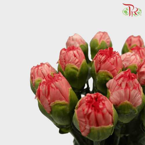 Carnation - Peach (18-20 Stems)-Peach-Malaysia-prflorist.com.my