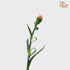Carnation - Peach (18-20 Stems)-Peach-Malaysia-prflorist.com.my