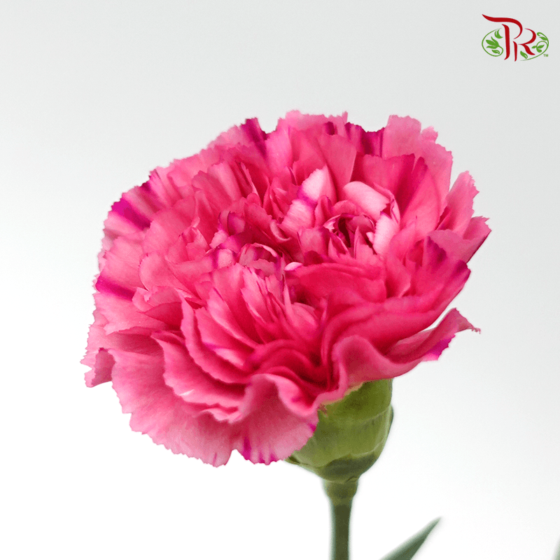 Carnation - Pink with Stripes (10 Stems)-Pink-Columbia-prflorist.com.my