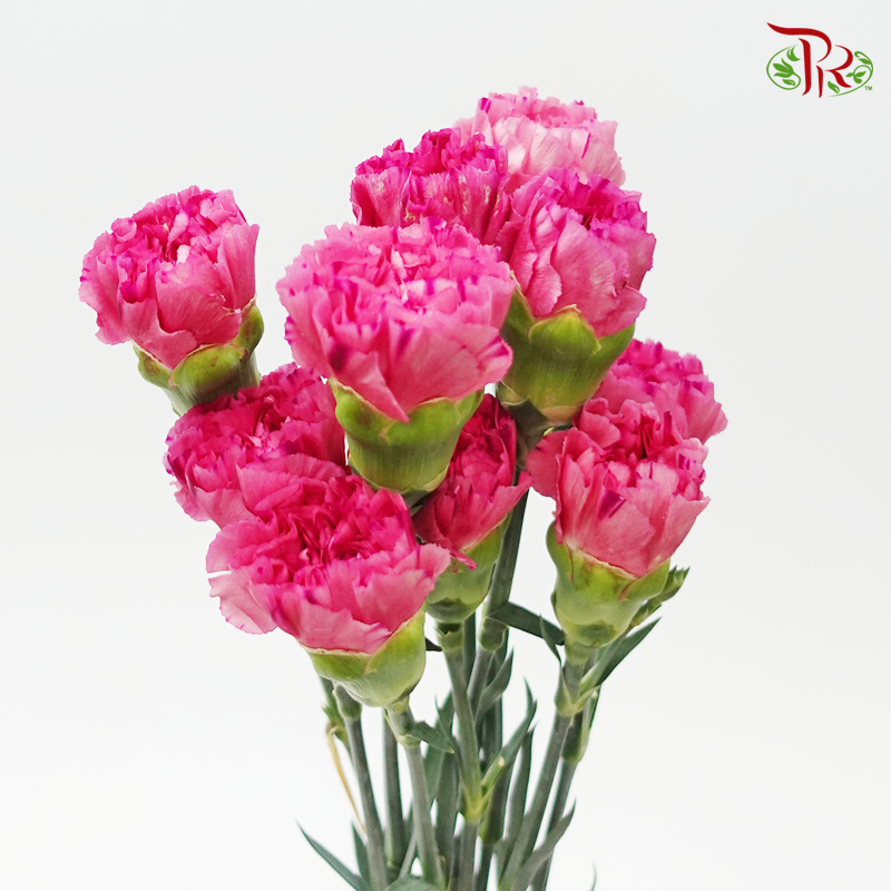 Carnation - Pink with Stripes (10 Stems)-Pink-Columbia-prflorist.com.my