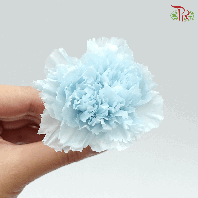 Carnation Preserved - Light Blue ( 0238-0-621 )-Blue-Japan-prflorist.com.my
