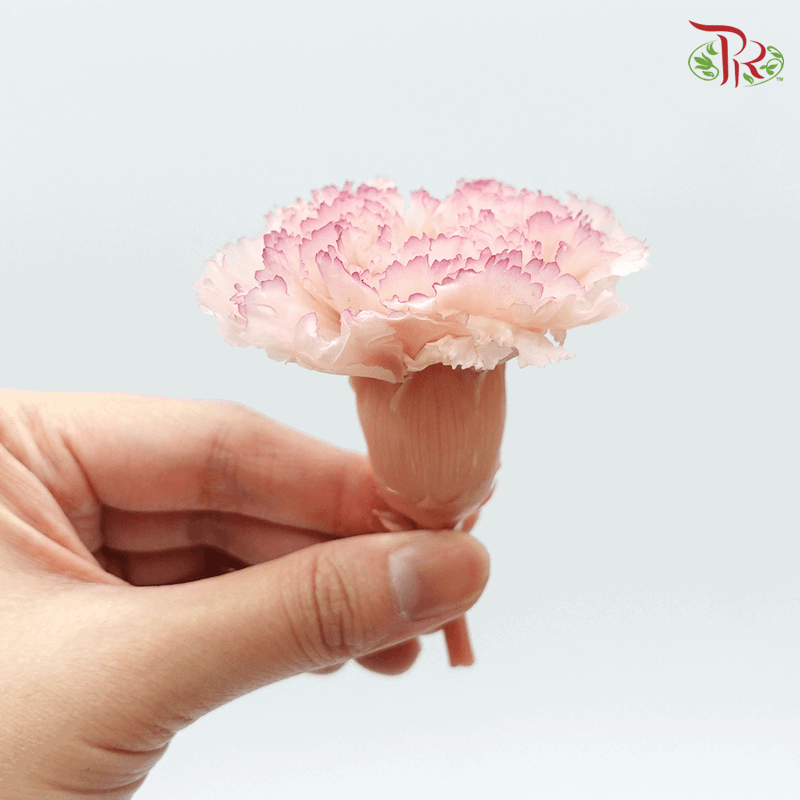 Preserved Carnation