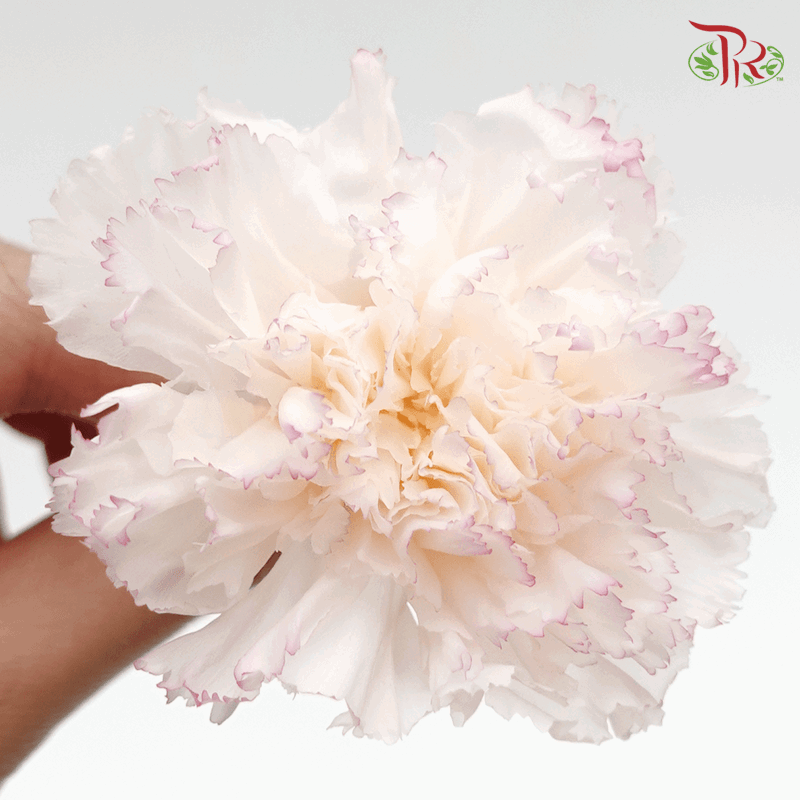 Carnation Preserved - White & Purple ( 0238-3-015 )-White-Japan-prflorist.com.my