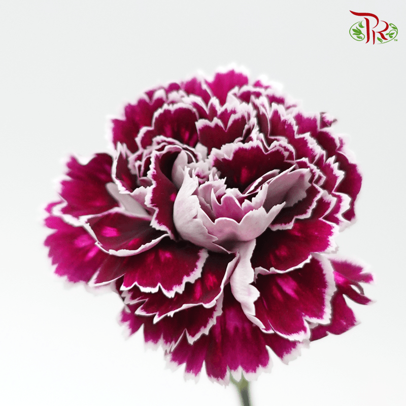 Carnation - Purple Mixed Tone (10 Stems)-Purple-Columbia-prflorist.com.my