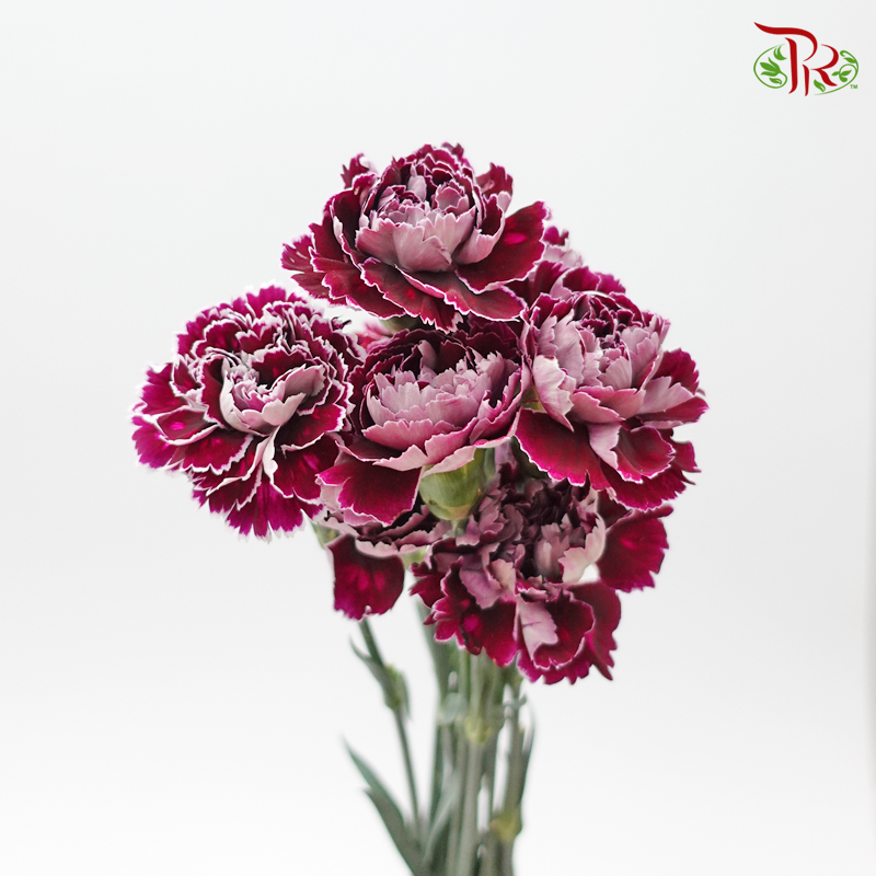 Carnation - Purple Mixed Tone (10 Stems)-Purple-Columbia-prflorist.com.my