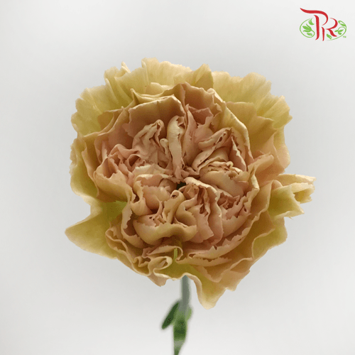 Carnation - Putumayo (10 Stems)-Columbia-prflorist.com.my