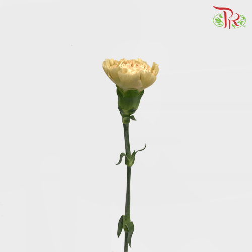 Carnation - Putumayo (10 Stems)-Columbia-prflorist.com.my