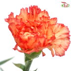 Carnation - Rainbow (Orange Tone) (18-20 Stems)-Orange-China-prflorist.com.my