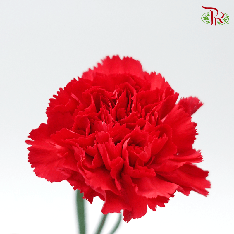 Carnation - Red (10 Stems)-Red-Columbia-prflorist.com.my