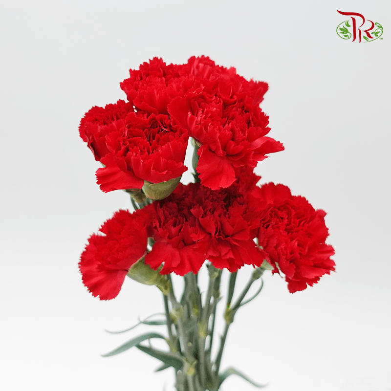 Carnation - Red (10 Stems)-Red-Columbia-prflorist.com.my