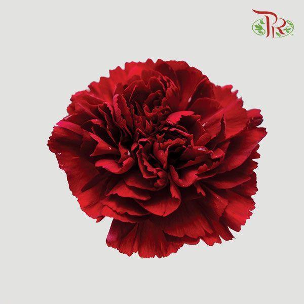 Carnation - Red (18-20 Stems)-Red-Malaysia-prflorist.com.my