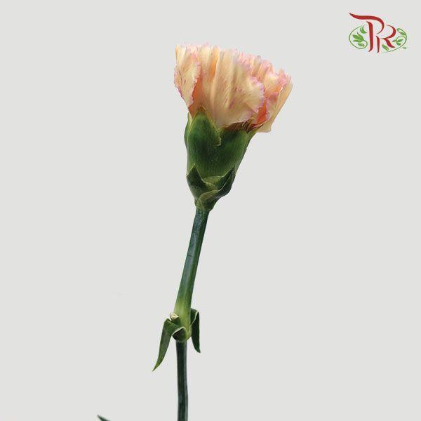 Carnation - Samai (10 Stems)-Pink-Columbia-prflorist.com.my