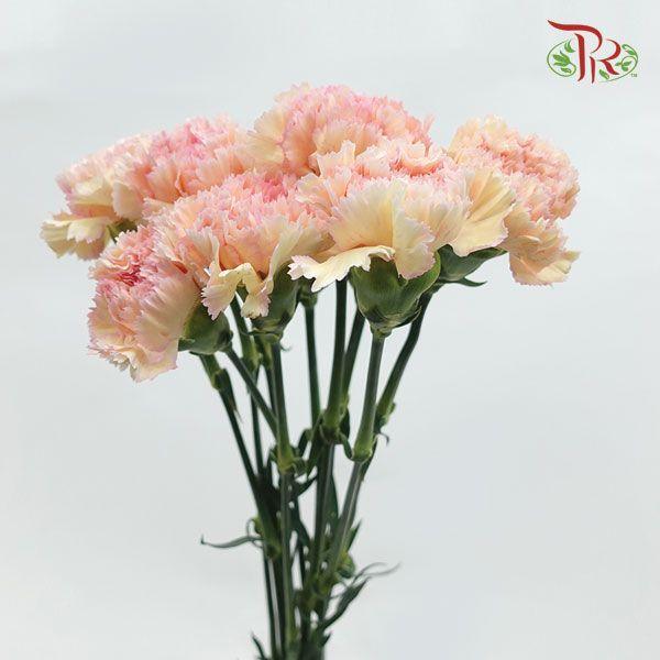 Carnation - Samai (10 Stems)-Pink-Columbia-prflorist.com.my