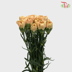 Carnation Special Colour - Cappuccino (18-20 Stems)-Cappuccino-China-prflorist.com.my