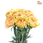 Carnation Special Colour -Cream Cup (18-20 Stems)-Yellow-China-prflorist.com.my