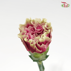 Carnation Special Colour - Dark Purple Tone (18-20 Stems)-Purple-China-prflorist.com.my