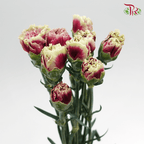 Carnation Special Colour - Dark Purple Tone (18-20 Stems)-Purple-China-prflorist.com.my
