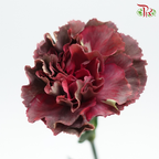 Carnation Special Colour - Eyeline / Gem (18-20 Stems)-Maroon-China-prflorist.com.my