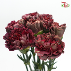 Carnation Special Colour - Eyeline / Gem (18-20 Stems)-Maroon-China-prflorist.com.my