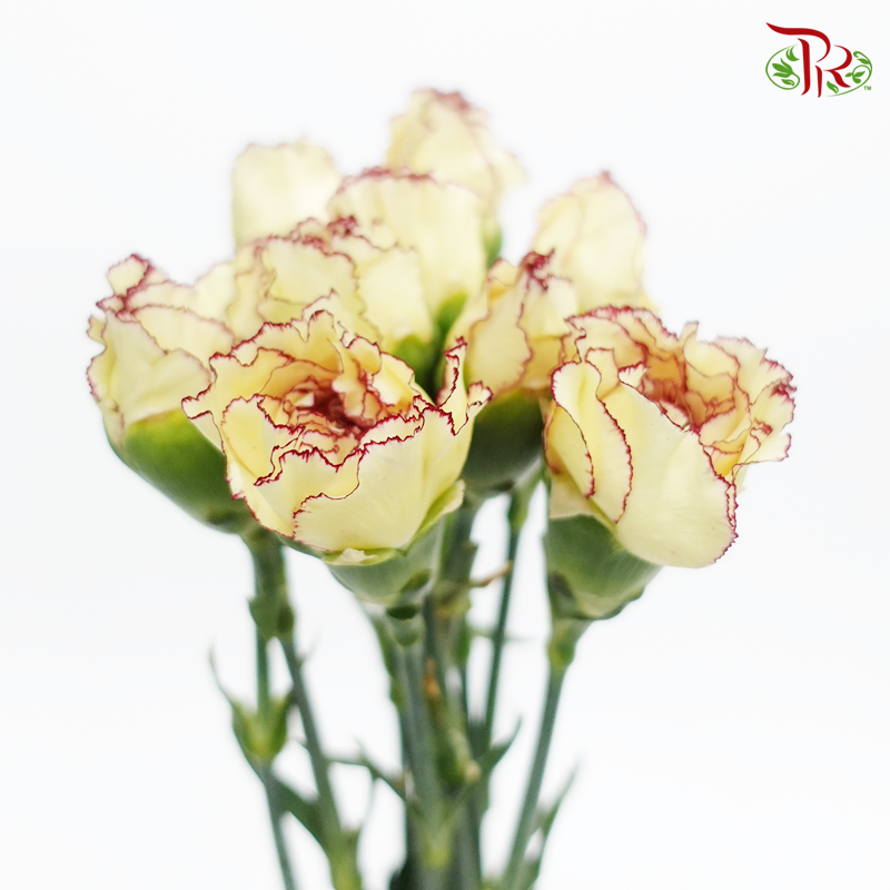 Carnation Special Colour - Eyeliner/ Morning Sunlight / Yellow Brown (18-20 Stems)-Yellow-China-prflorist.com.my