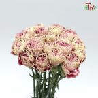Carnation Special Colour - Fengya ( 18-20 stems )-Pink-China-prflorist.com.my