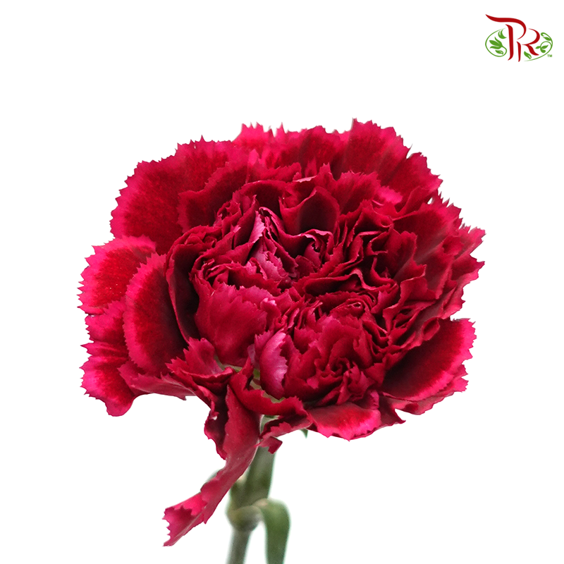 Carnation Special Colour - Forever (18-20 Stems)-Dark Pink-China-prflorist.com.my