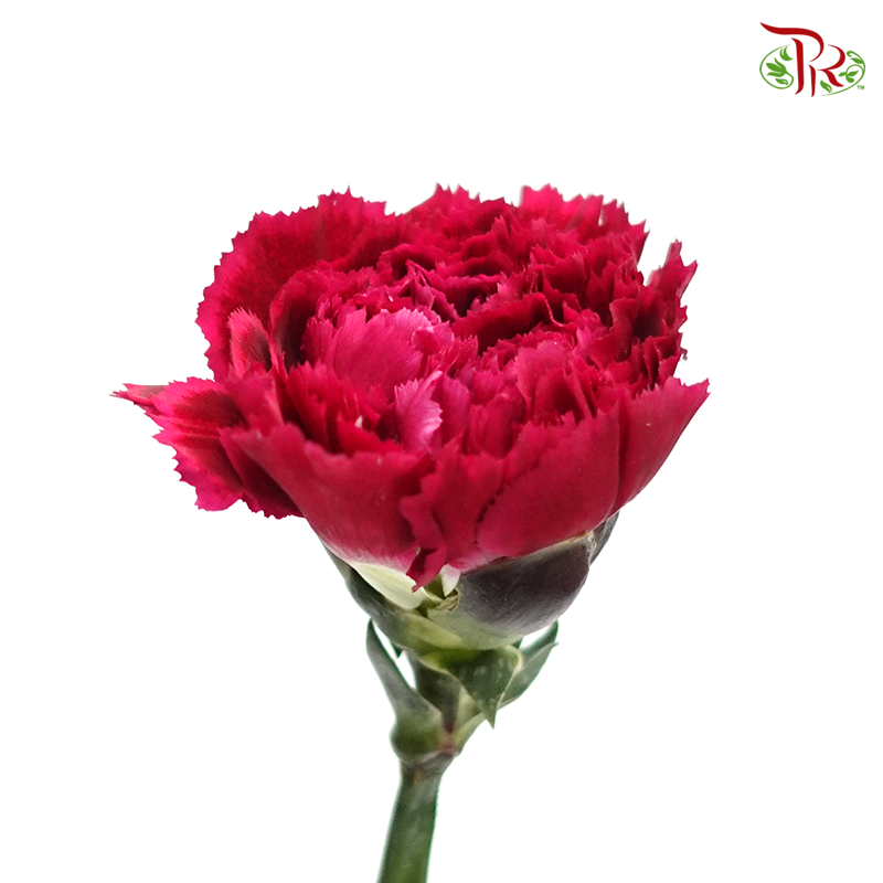 Carnation Special Colour - Forever (18-20 Stems)-Dark Pink-China-prflorist.com.my