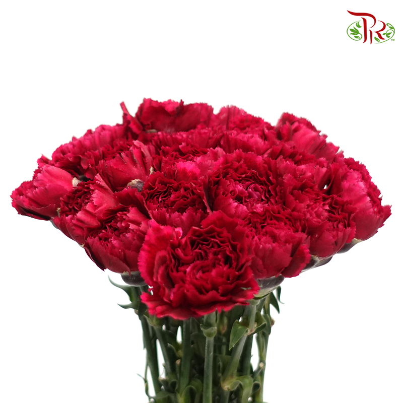 Carnation Special Colour - Forever (18-20 Stems)-Dark Pink-China-prflorist.com.my