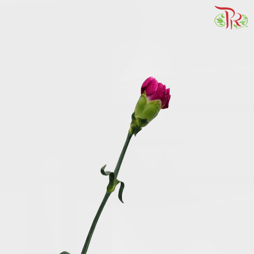 Carnation Special Colour - Freud / St Bombay (18-20 Stems)-Magenta-China-prflorist.com.my