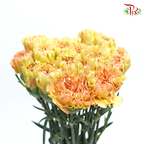 Carnation Special Colour - Golden Armor (18-20 Stems)-Yellow-China-prflorist.com.my