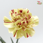 Carnation Special Colour - Green With Red Line ( 18-20stems )-Green-China-prflorist.com.my