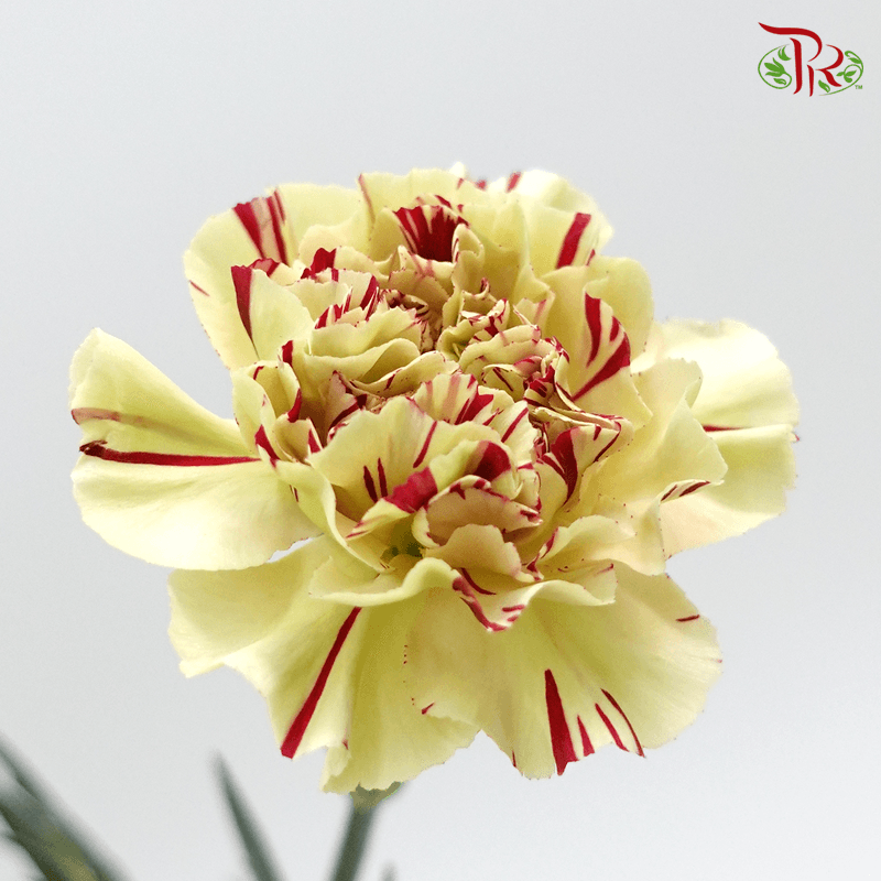 Carnation Special Colour - Green With Red Line ( 18-20stems )-Green-China-prflorist.com.my