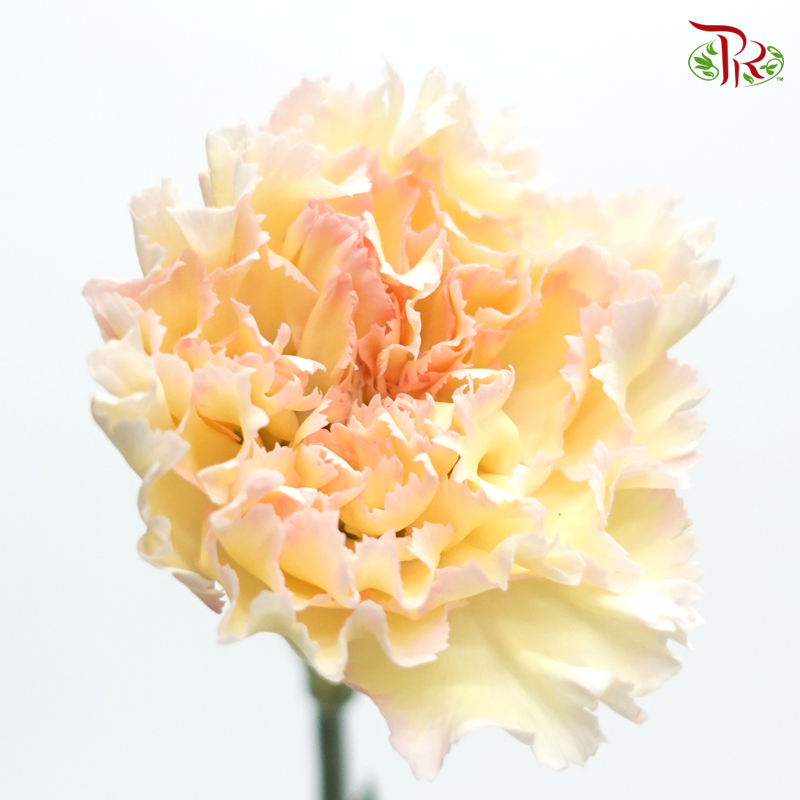 Carnation《康乃馨》