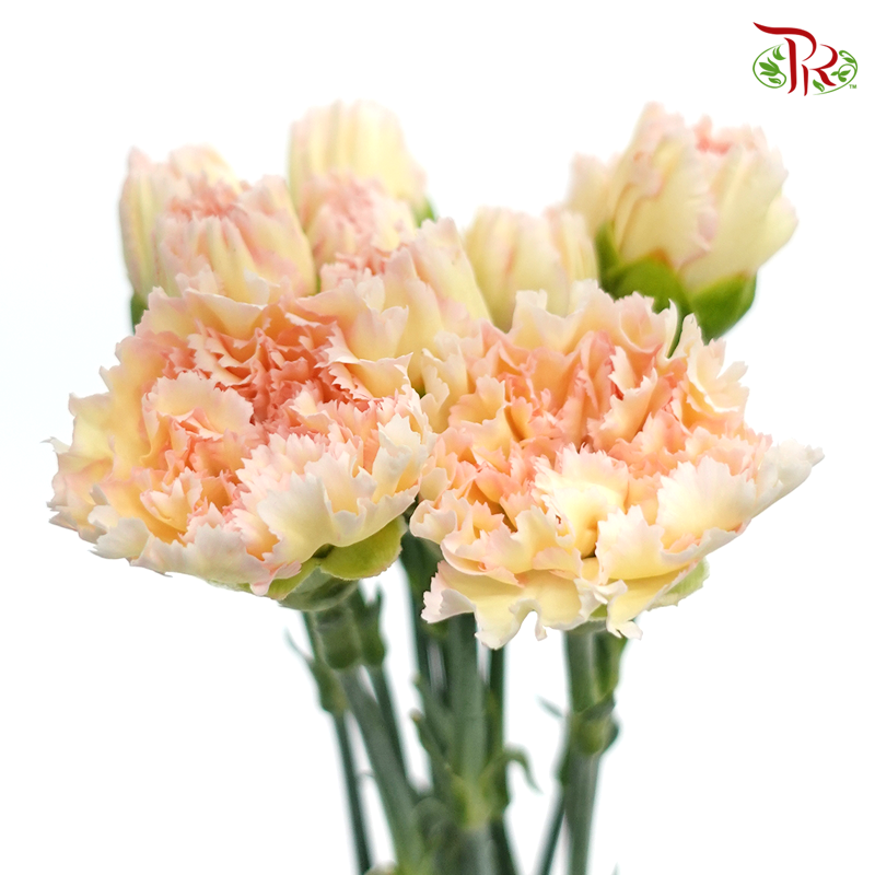 Carnation《康乃馨》
