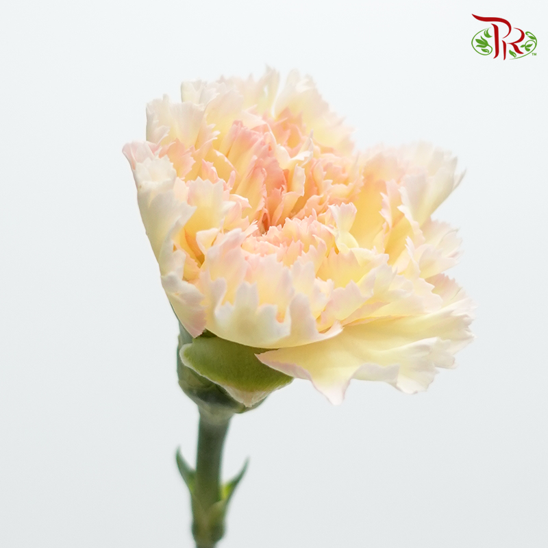 Carnation《康乃馨》