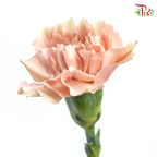 Carnation Special Colour - Honey(18-20 Stems)-Vintage-China-prflorist.com.my