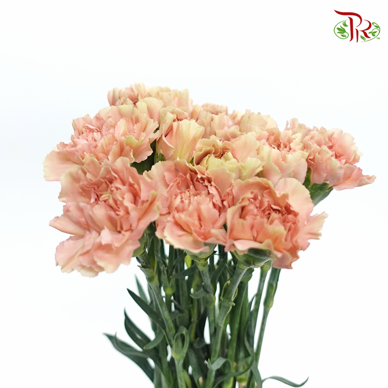 Carnation Special Colour - Honey(18-20 Stems)-Vintage-China-prflorist.com.my