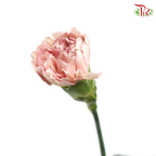 Carnation Special Colour - Princess Tasha (18-20 Stems)-Vintage-China-prflorist.com.my