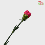 Carnation Special Colour - St Bombay (18-20 Stems)-Pink-China-prflorist.com.my