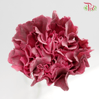Carnation Special Colour - St Ling Long (18-20 Stems)-Pink-China-prflorist.com.my