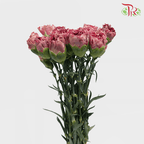 Carnation Special Colour - St Ling Long (18-20 Stems)-Pink-China-prflorist.com.my