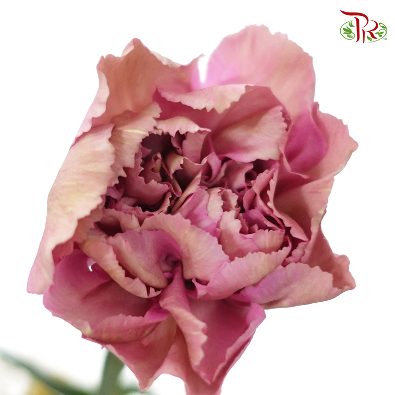 Carnation Special Colour - St The Love Of Cuba-1 (18-20 Stems)-China-prflorist.com.my
