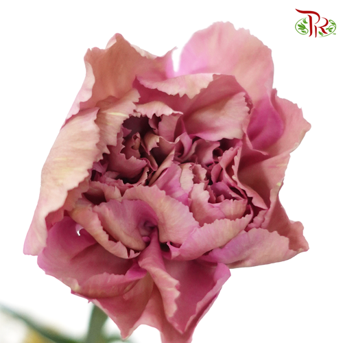 Carnation Special Colour - St The Love Of Cuba-1 (18-20 Stems)-China-prflorist.com.my