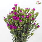 Carnation Spray - Adria Purple (19-20 Stems)-Adria Purple-Vietnam-prflorist.com.my