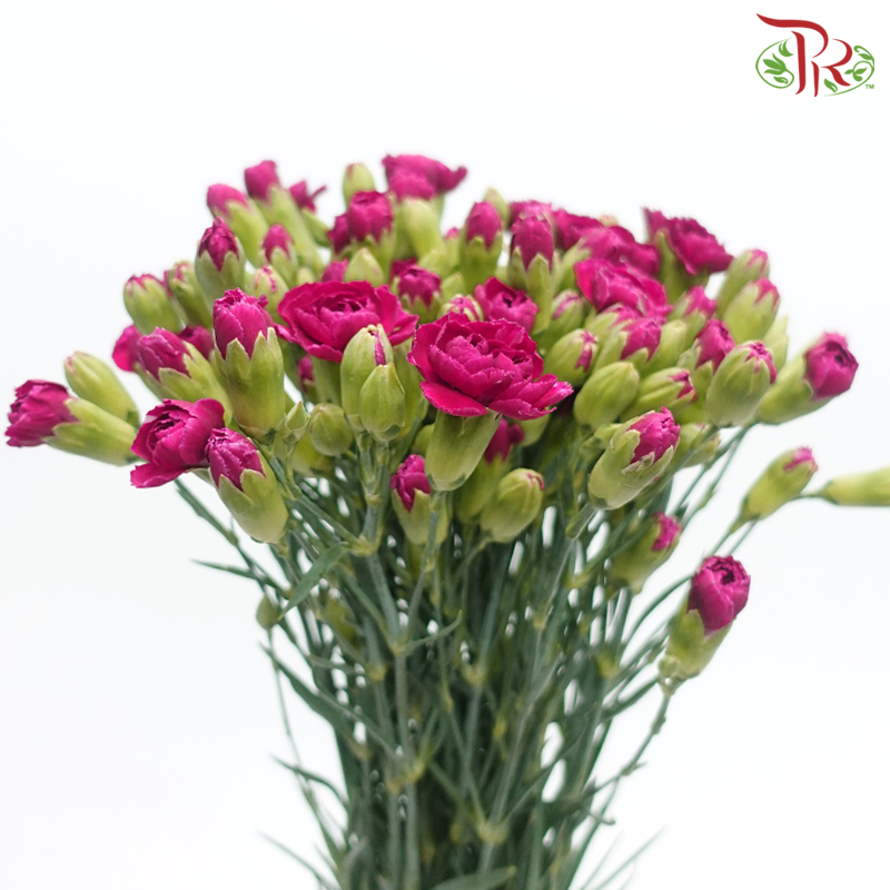 Carnation Spray - Carmine Purple (Per Bunch)-Purple-China-prflorist.com.my