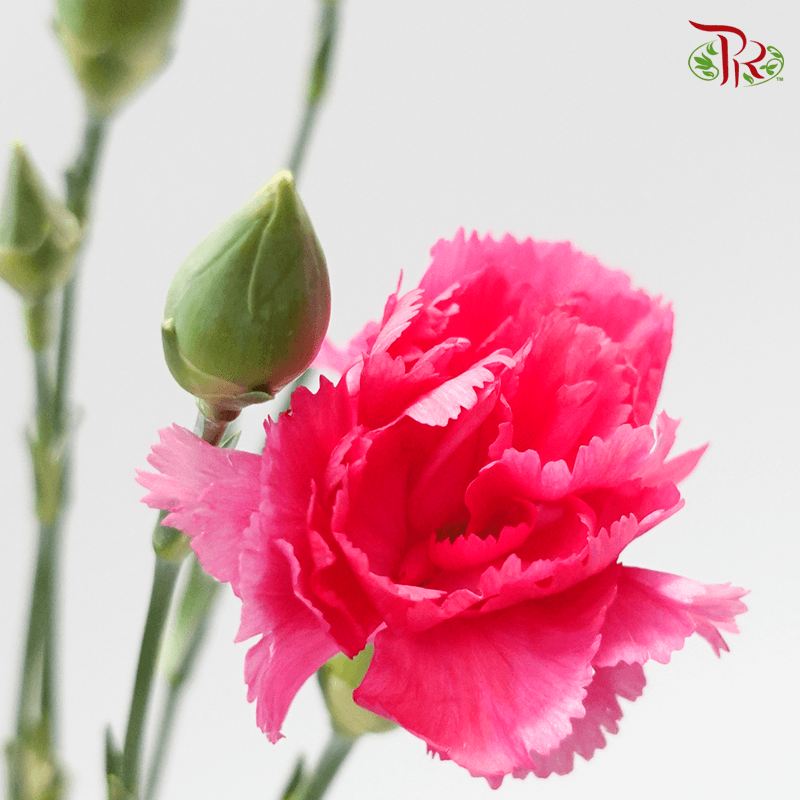 Carnation Spray 《多头康乃馨》